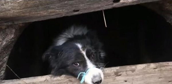 点赢通 萨摩耶嘴被绑桥洞挨饿多日，邻居看不下去报警，结局暖心逆转
